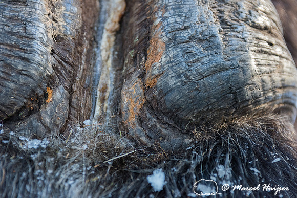 Detail of Muskox  (Ovibos moschatus) in winter, Sweden, captive