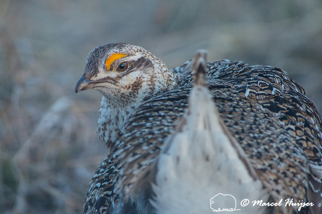 Sharp-tailed grouse (Tympanuchus phasianellus), Nebraska, USA