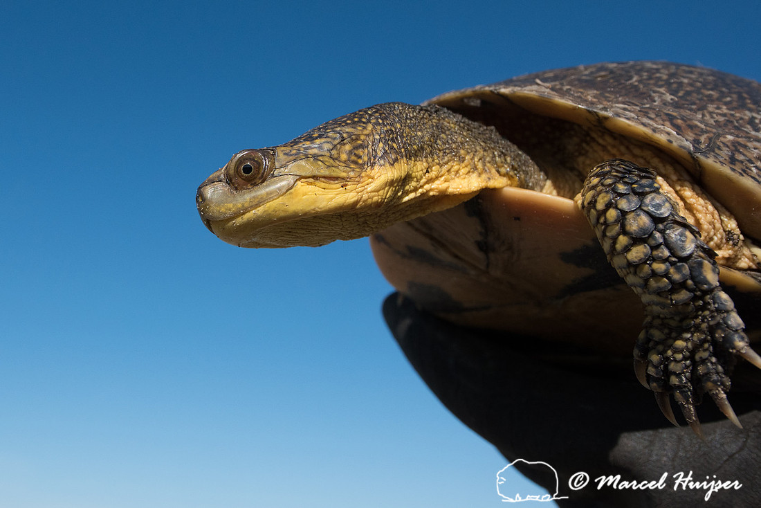 Blanding's turtle (Emydoidea blandingii) previously marked with