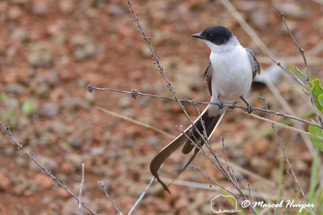 Fork-tailed flycatcher (Tyrannus savana), Parque Nacional da Serra da Canastra, Minas Gerais, Brazil