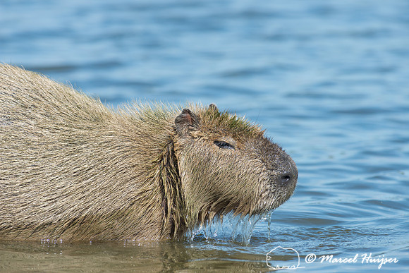 Capybara (Hydrochoerus hydrochaeris), Pantanal, Mato Grosso do S