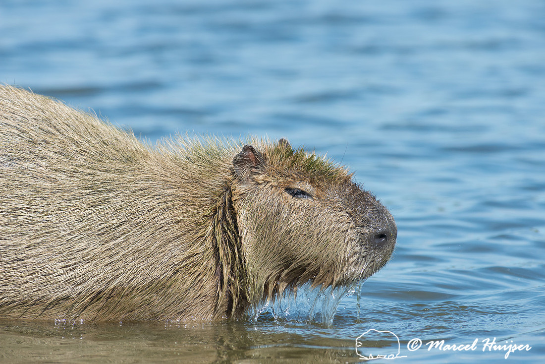 Capybara (Hydrochoerus hydrochaeris), Pantanal, Mato Grosso do S