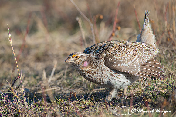 Sharp-tailed grouse (Tympanuchus phasianellus), Nebraska, USA