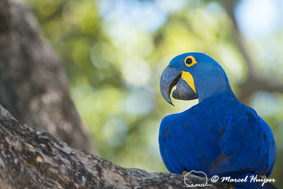 Hyacinth macaw (Anodorhynchus hyacinthinus), Pantanal, Mato Gros