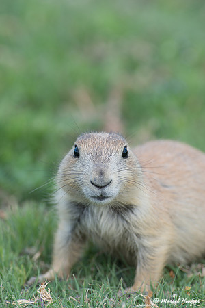 Black-tailed prairie dog (Cynomys ludovicianus), Wyoming, USA