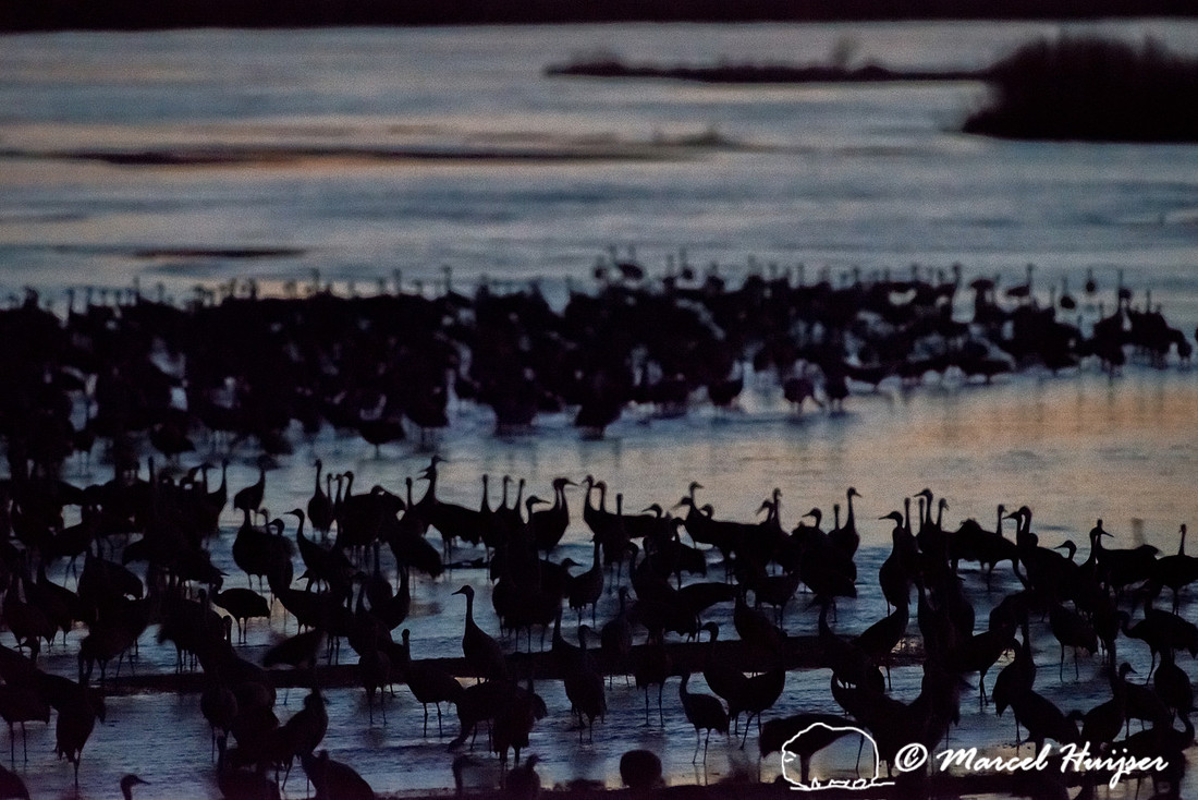 Sandhill cranes (Grus canadensis), Platte River, Nebraska, USA