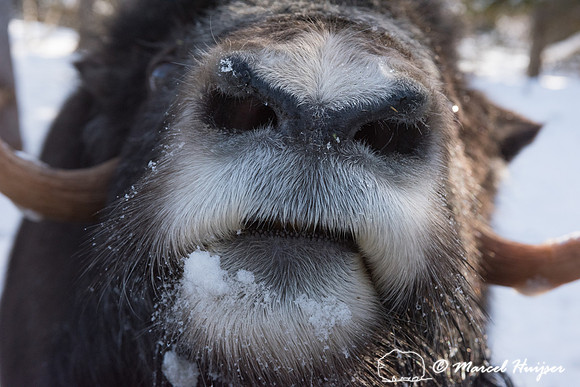 Muskox (Ovibos moschatus), Sweden (captive animal)