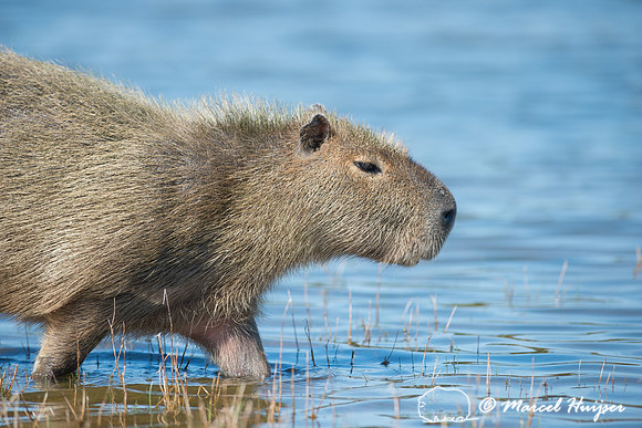 Capybara (Hydrochoerus hydrochaeris), Pantanal, Mato Grosso do S