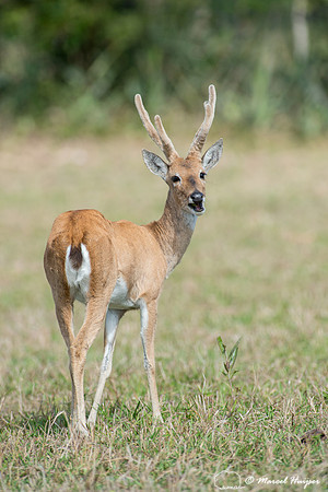 Pampas deer (Ozotoceros bezoarticus), Pantanal, Mato Grosso do S
