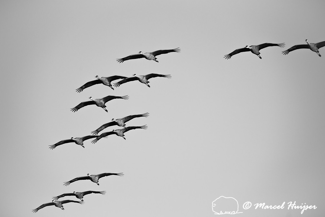 Sandhill cranes (Grus canadensis), Platte River, Nebraska, USA