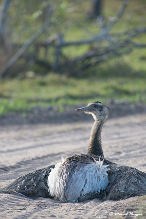Greater rhea (Rhea americana) taking dust bath on dirt road, Pan
