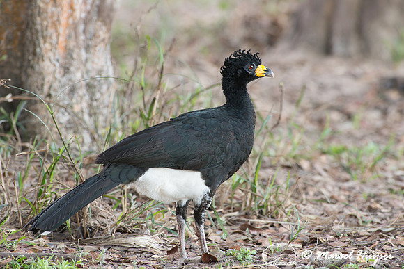 Bare-faced curassow male (Crax fasciolata), Pantanal, Mato Gross