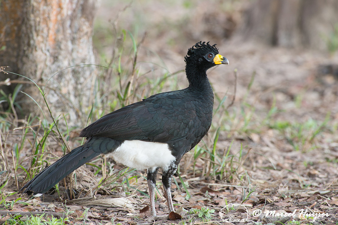 Bare-faced curassow male (Crax fasciolata), Pantanal, Mato Gross