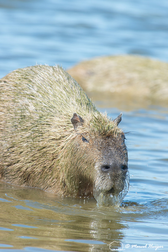 Capybara (Hydrochoerus hydrochaeris), Pantanal, Mato Grosso do S