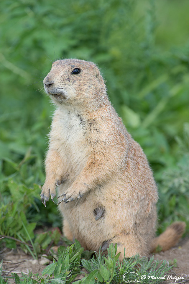 Black-tailed prairie dog (Cynomys ludovicianus), South Dakota, U