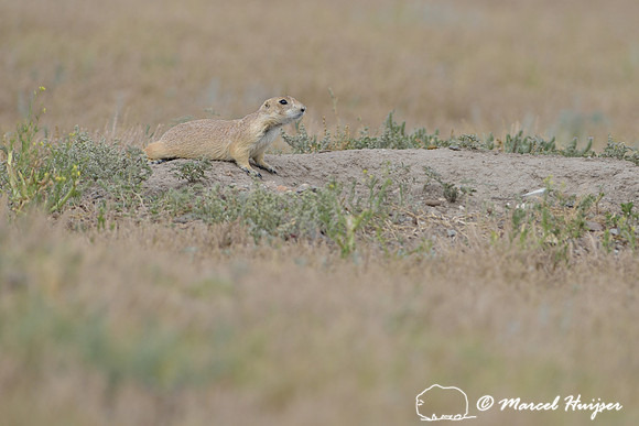 Black-tailed prairie dog (Cynomys ludovicianus), Greycliff Prairie Dog Town State Park, Montana, USA