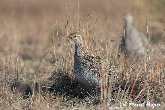 Sharp-tailed grouse (Tympanuchus phasianellus), Nebraska, USA