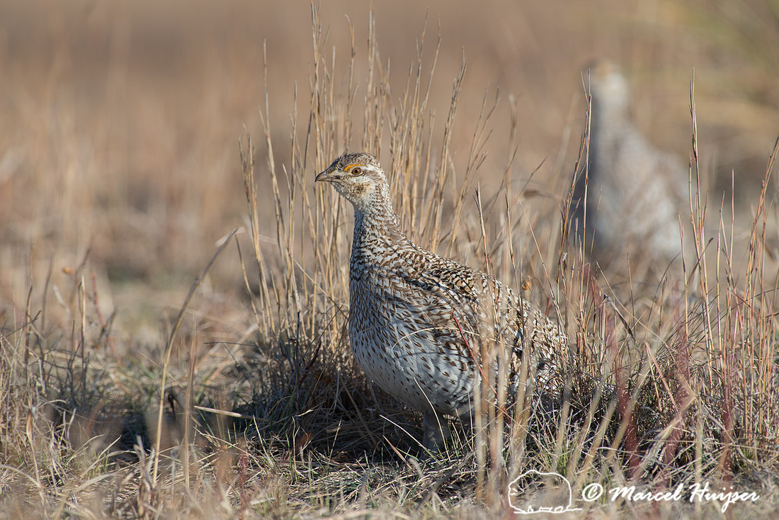 Sharp-tailed grouse (Tympanuchus phasianellus), Nebraska, USA