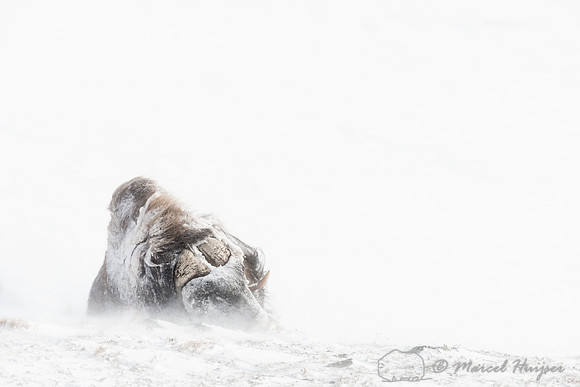 Muskox bull (Ovibos moschatus)  resting in snow storm, Dovrefjel