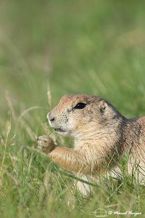 Black-tailed prairie dog (Cynomys ludovicianus), Wyoming, USA
