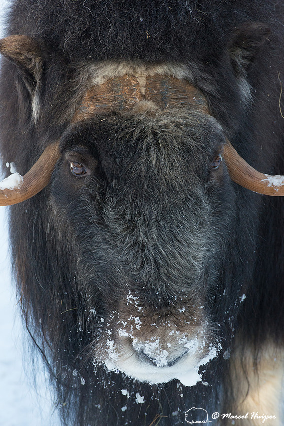 Muskox (Ovibos moschatus), Sweden (captive animal)