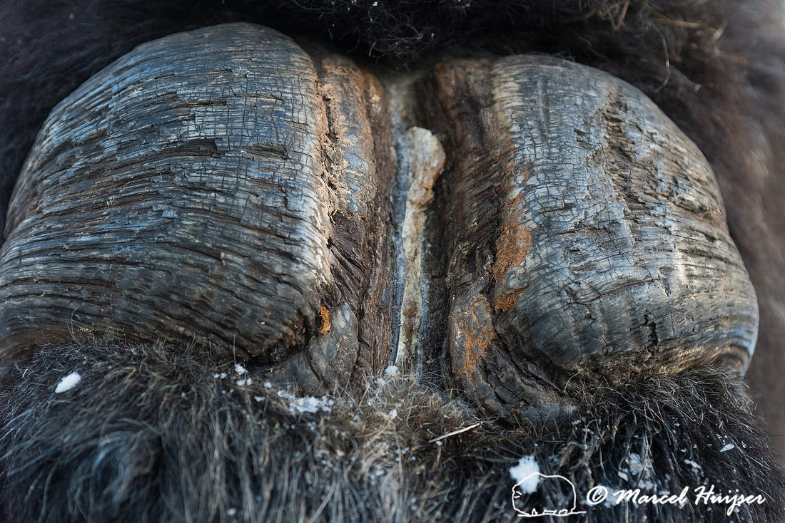Detail of Muskox  (Ovibos moschatus) in winter, Sweden, captive