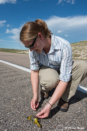 Brooke Stansberry investigates a roadkilled oriole (Icterus sp.)