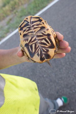 Ornate box turtle (Terrapene ornata ornata) found alive on road,