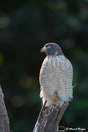 Roadside hawk (Rupornis magnirostris), Pantanal, Mato Grosso do