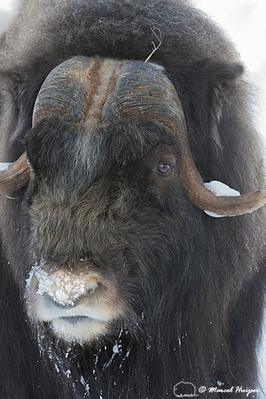 Muskox (Ovibos moschatus), Sweden (captive animal)