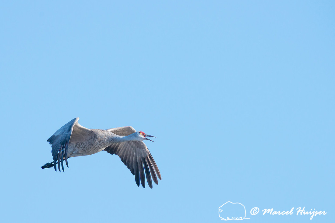 Sandhill cranes (Grus canadensis), Platte River, Nebraska, USA