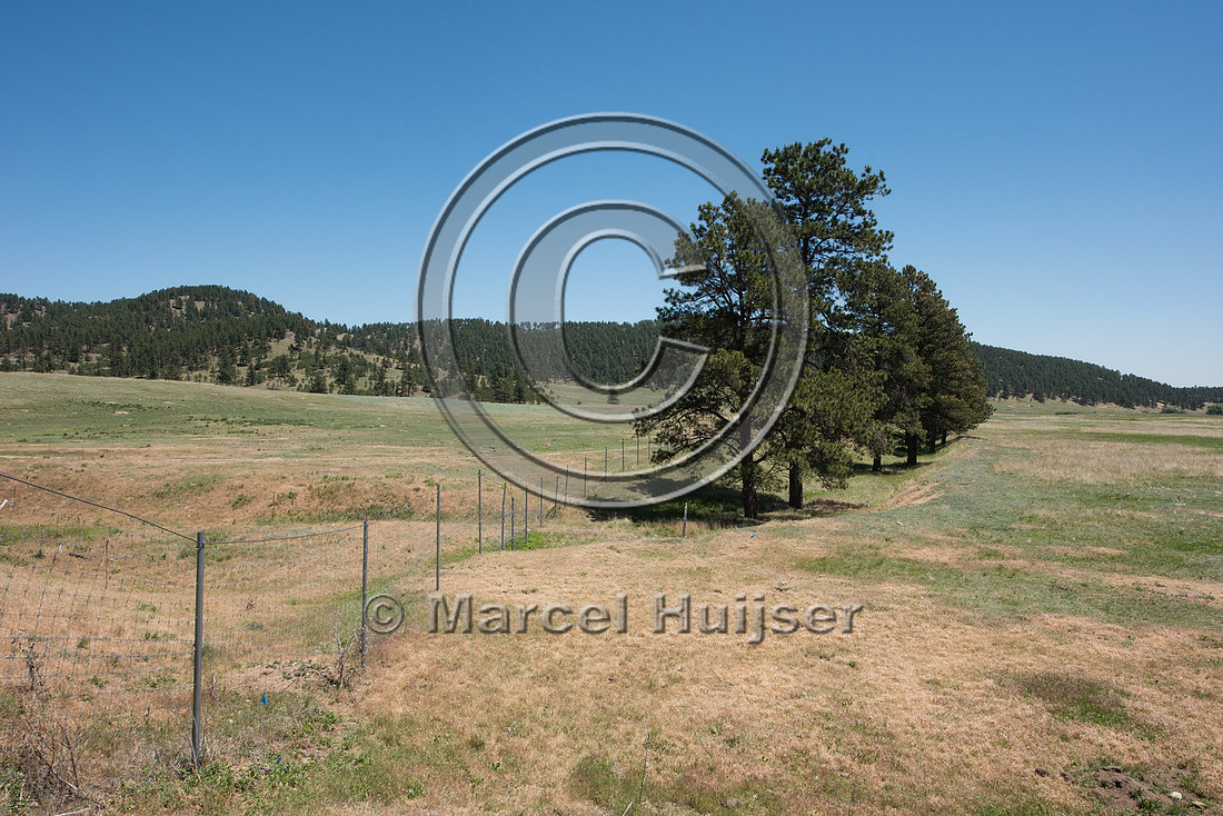 Wildlife fence to keep ungulates including bison (Bison bison) i