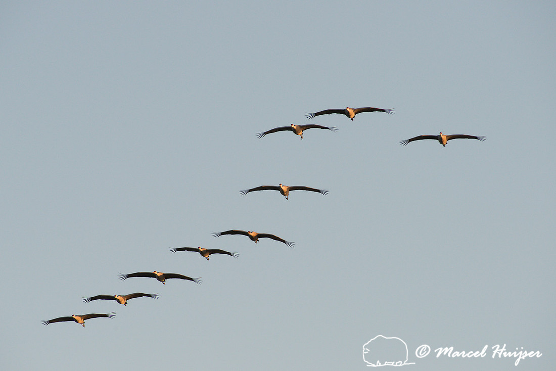 Sandhill cranes (Grus canadensis), Platte River, Nebraska, USA
