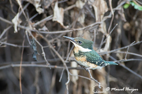 American pygmy kingfisher (Chloroceryle aenea), Pantanal, Mato G