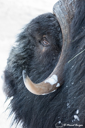 Detail of Muskox  (Ovibos moschatus) in winter, Sweden, captive