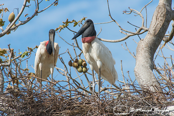 Jabiru (Jabiru mycteria), Pantanal, Mato Grosso do Sul, Brazil
