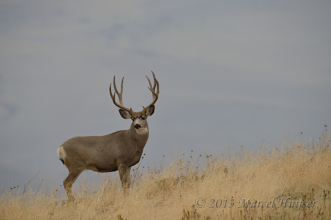 Mule deer buck (Odocoileus hemionus), Montana, USA