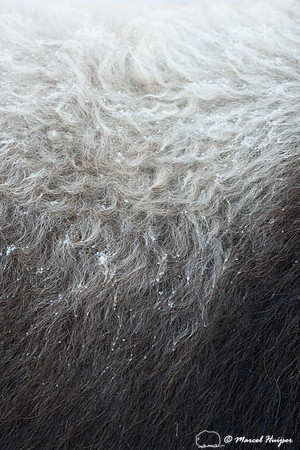 Muskox (Ovibos moschatus), Sweden (captive animal)