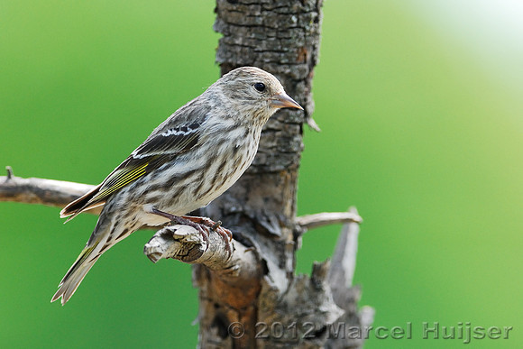 Pine siskin (Carduelis pinus), Missoula, Montana, USA