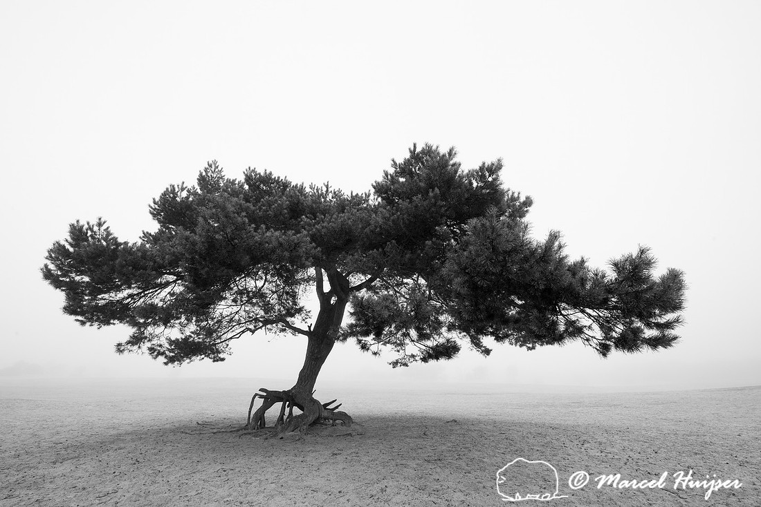 Lone scots pine (Pinus sylvestris) tree in the fog in inland san