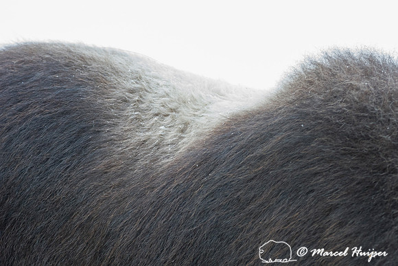 Detail of Muskox  (Ovibos moschatus) in winter, Sweden, captive