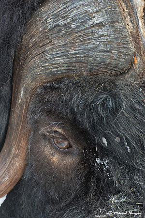 Muskox (Ovibos moschatus), Sweden (captive animal)