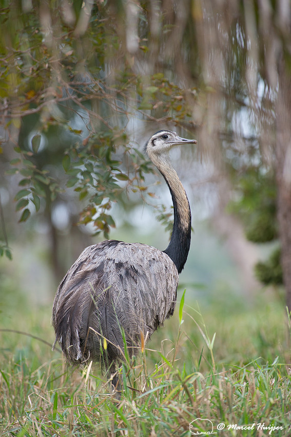 Greater rhea (Rhea americana), Pantanal, Mato Grosso do Sul, Bra