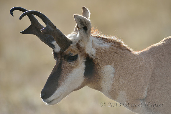 Pronghorn (Antilocapra americana) buck against the sun light, Montana, USA