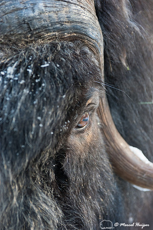 Detail of Muskox  (Ovibos moschatus) in winter, Sweden, captive