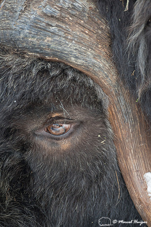Muskox (Ovibos moschatus), Sweden (captive animal)