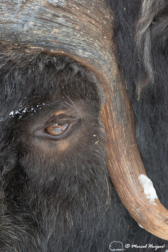Muskox (Ovibos moschatus), Sweden (captive animal)