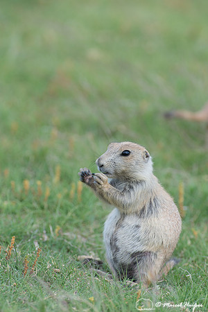 Black-tailed prairie dog (Cynomys ludovicianus), Wyoming, USA