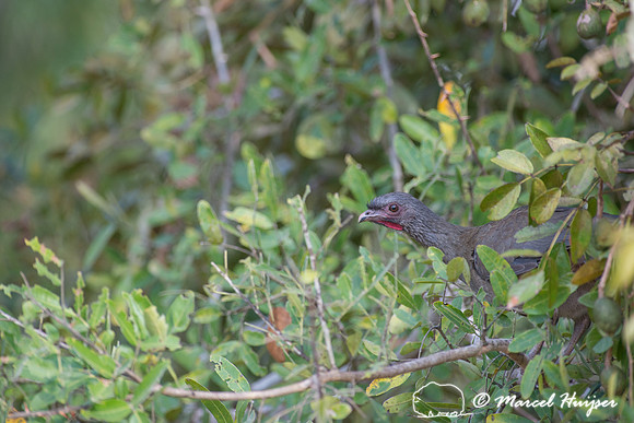 Rusty-margined guan (Penelope superciliaris), Pantanal, Mato Gro