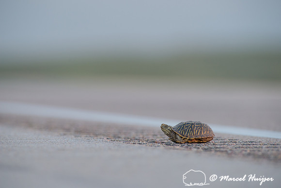 Ornate box turtle (Terrapene ornata ornata) on US Hwy 83 through